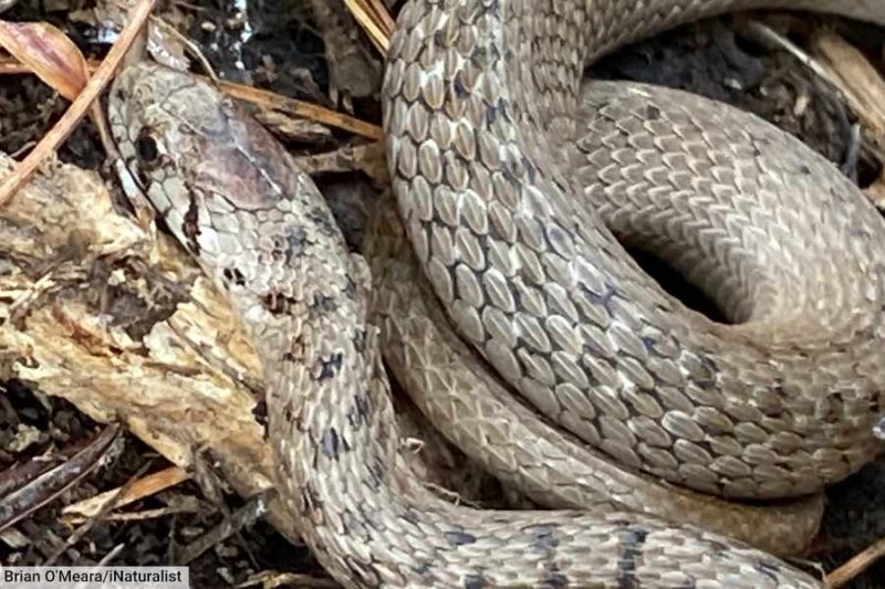 Snake Species in Texas: A Comprehensive Guide