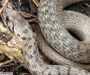 Snake Species in Texas: A Comprehensive Guide