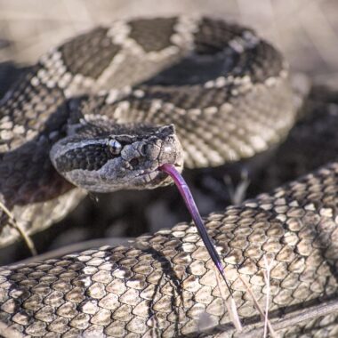 Snakes That Give Live Birth: Fascinating Facts and Species