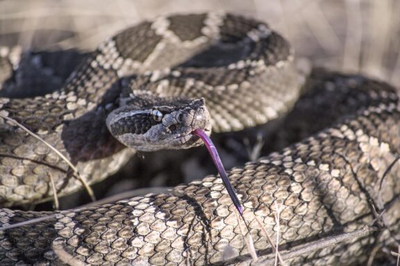 Snakes That Give Live Birth: Fascinating Facts and Species