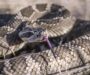 Snakes That Give Live Birth: Fascinating Facts and Species