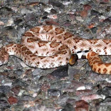 Snakes That Look Like Rattlesnakes: A Comprehensive Guide