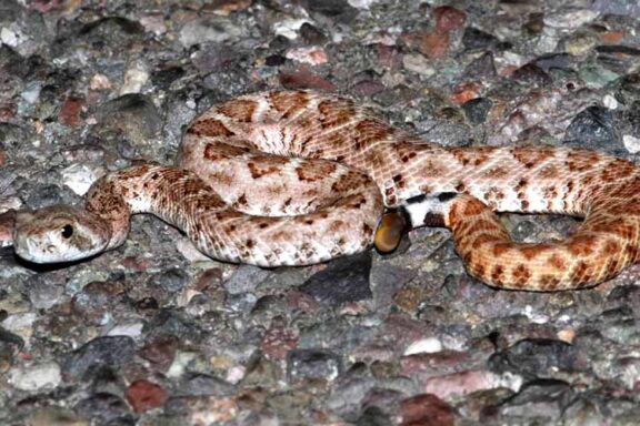 Snakes That Look Like Rattlesnakes: A Comprehensive Guide