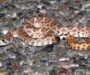 Snakes That Look Like Rattlesnakes: A Comprehensive Guide