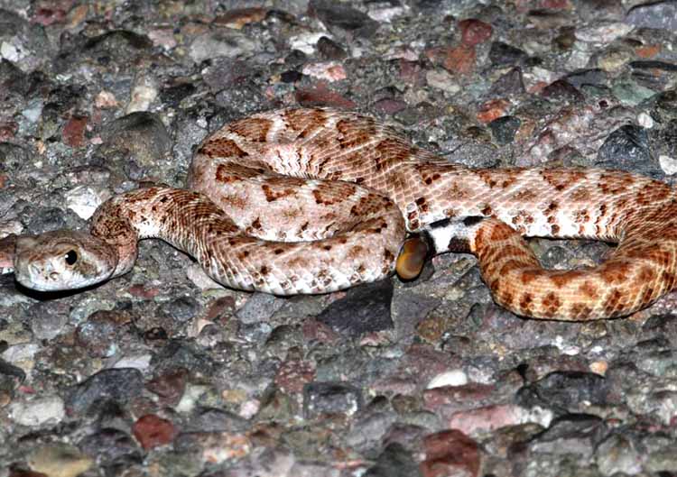 Snakes That Look Like Rattlesnakes: A Comprehensive Guide
