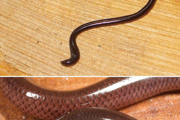 Snakes That Look Like Worms: Fascinating Facts and Traits