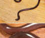 Snakes That Look Like Worms: Fascinating Facts and Traits