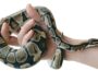 The Lifespan of Ball Pythons: What You Need to Know