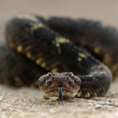 The Most Venomous Snake in the World: Top 10 List Revealed