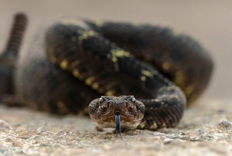 The Most Venomous Snake in the World: Top 10 List Revealed