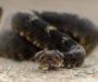 The Most Venomous Snake in the World: Top 10 List Revealed