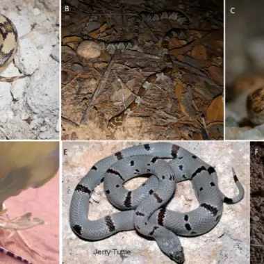 The Most Venomous Snakes: A Comprehensive Guide