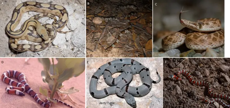 The Most Venomous Snakes: A Comprehensive Guide