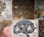 The Most Venomous Snakes: A Comprehensive Guide