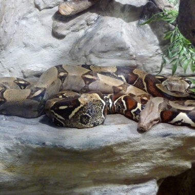 Top 10 Biggest Snakes in the World: Size and Facts
