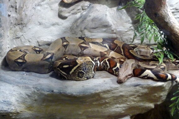 Top 10 Biggest Snakes in the World: Size and Facts