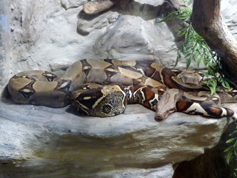 Top 10 Biggest Snakes in the World: Size and Facts