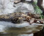 Top 10 Biggest Snakes in the World: Size and Facts
