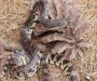 Types of Snakes in Louisiana: A Complete Guide