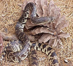 Types of Snakes in Louisiana: A Complete Guide