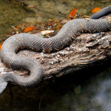 Venomous Snakes in Florida: Key Species You Should Know
