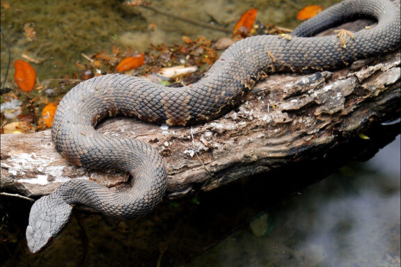 Venomous Snakes in Florida: Key Species You Should Know