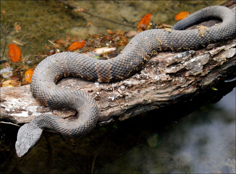 Venomous Snakes in Florida: Key Species You Should Know
