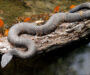 Venomous Snakes in Florida: Key Species You Should Know
