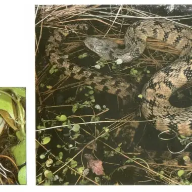 Water Snakes in Texas: Identification and Habitat Insights