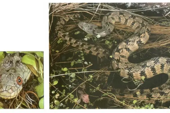 Water Snakes in Texas: Identification and Habitat Insights