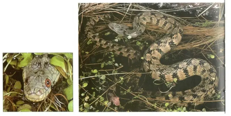 Water Snakes in Texas: Identification and Habitat Insights