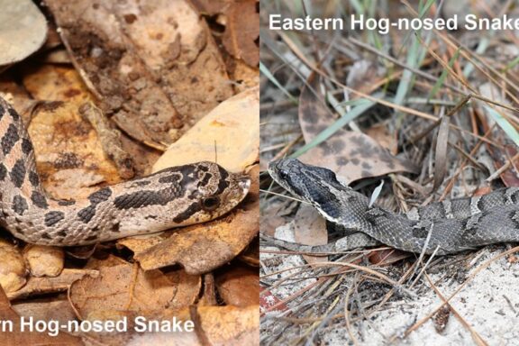 Western Hognose Snake Bite: What to Know