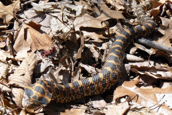 Western Hognose Snake Breeding: Essential Tips