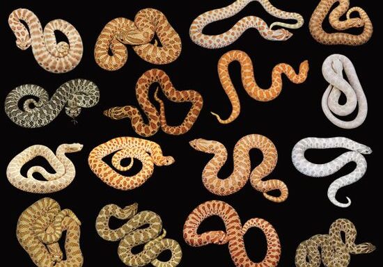 Western Hognose Snake Colors: Pattern Guide