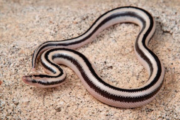 Western Hognose Snake Diet: Feeding Guide