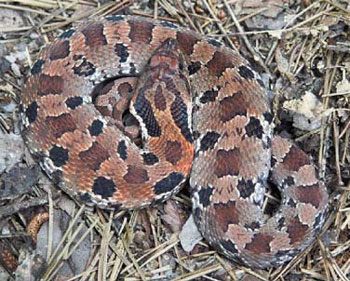 Western Hognose Snake Habitat: Natural Home Guide