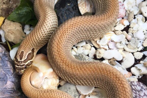 Western Hognose Snake Humidity: Optimal Levels