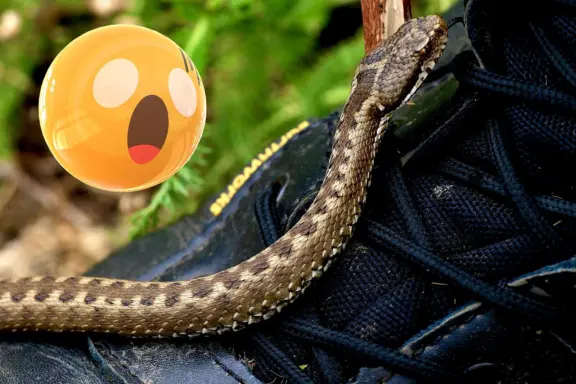 Western Hognose Snake Poisonous: Safety Facts