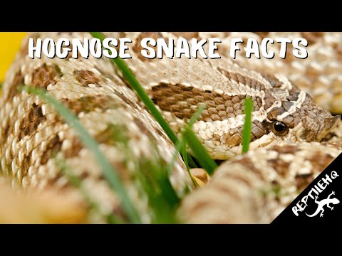 Western Hognose Snakes: Venom Facts Explained