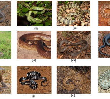 What Animals Are Immune to Snake Venom? Discover Their Secrets