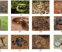 What Animals Are Immune to Snake Venom? Discover Their Secrets