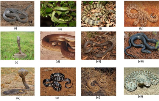 What Animals Are Immune to Snake Venom? Discover Their Secrets