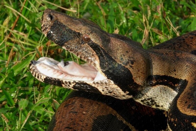 What Do Boa Constrictors Eat? Understanding Their Diet