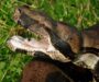 What Do Boa Constrictors Eat? Understanding Their Diet
