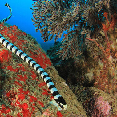 What Do Coral Snakes Eat? A Deep Dive into Their Diet