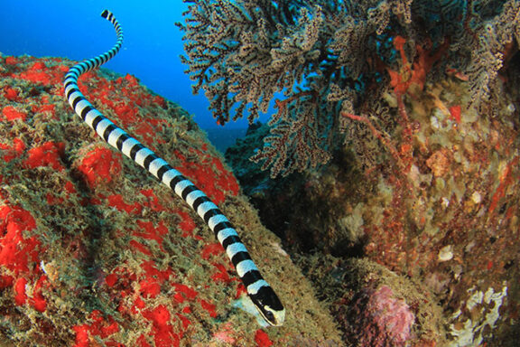 What Do Coral Snakes Eat? A Deep Dive into Their Diet
