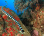 What Do Coral Snakes Eat? A Deep Dive into Their Diet