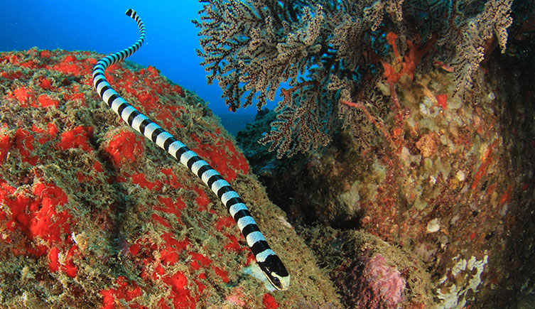 What Do Coral Snakes Eat? A Deep Dive into Their Diet