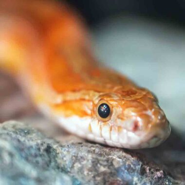 What Do Garter Snakes Eat? Essential Diet Guide