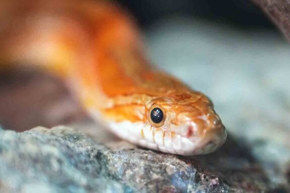 What Do Garter Snakes Eat? Essential Diet Guide